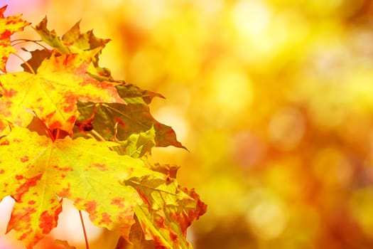 autumn background with real natural photoshooted bokeh