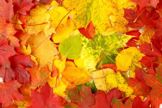 Color composition from autumn leaves for background or backdrop