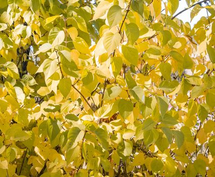 Sunlight goes through autumn green and yellow leaves