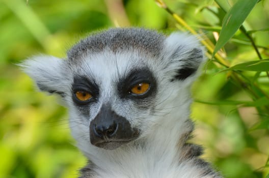 close up of lemur head