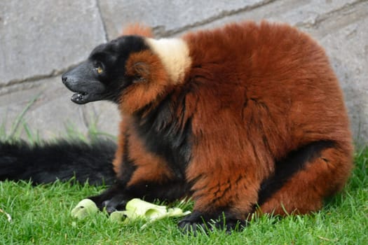 red lemur sitting