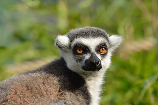 lemur head and shoulders