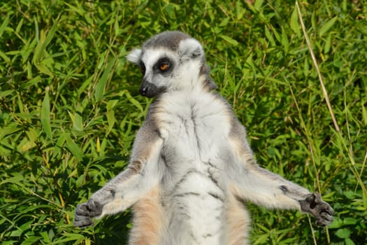 lemur meditating