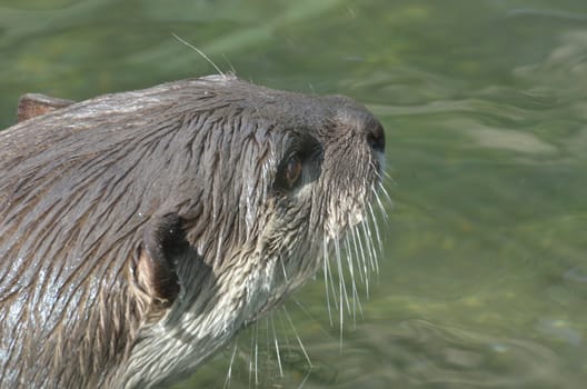 Head of Otter