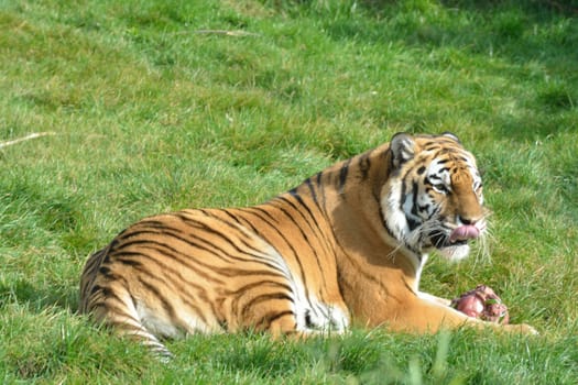 Tiger lying down with food