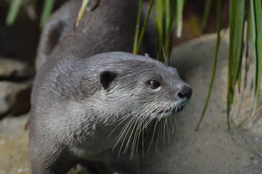 Close up of Otter