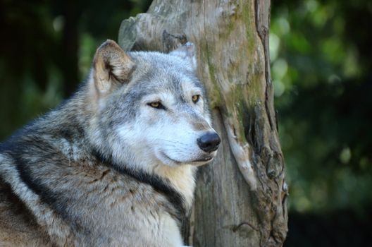 Head and shoulders of timber wolf