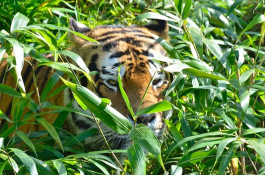 Tiger in  grass stalking with head