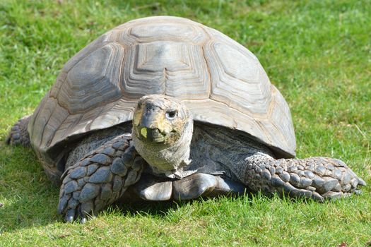 Tortoise on grass