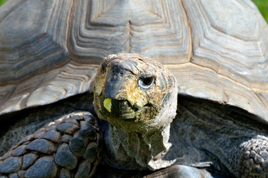 Tortoise head in close up