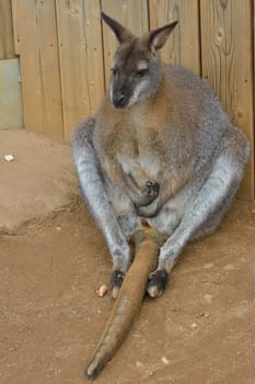 Wallaby sitting with long tail between legs