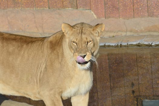 Lioness Licking Lips