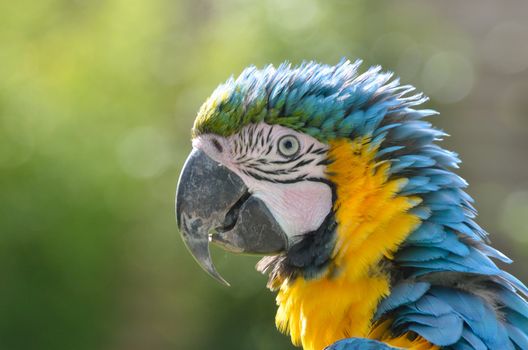 Blue and yellow Parrot Head