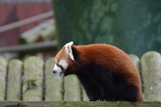 Red panda sitting