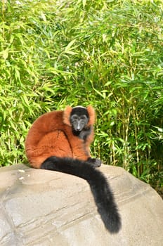 Red lemur with black tail