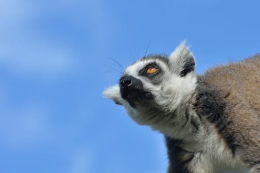 Lemur looking up at sky