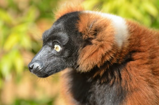 Head of red Lemur