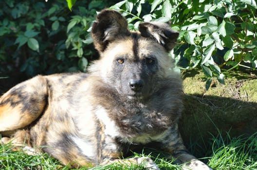 African wild dog lying down