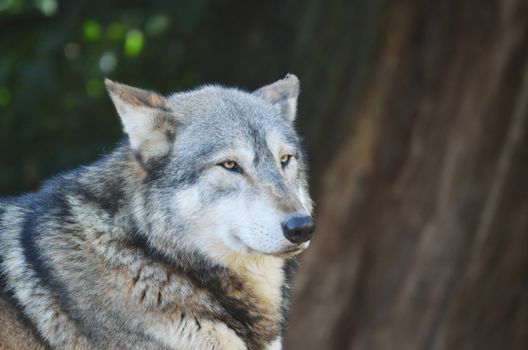 Timber Wolf Head and Shoulders