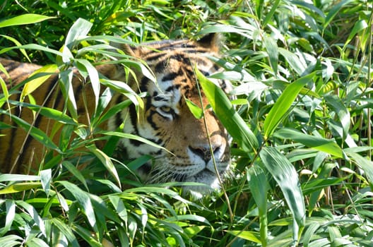 Tiger hiding in grass