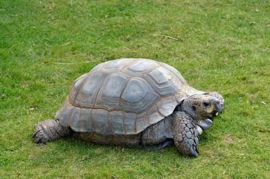 Tortoise on grass