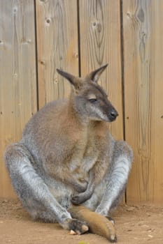 Wallaby Sitting Down