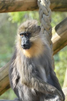 mandrill monkey in zoo