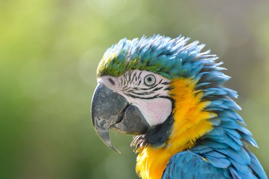 Close up of Parrot Head