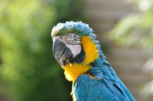 Yellow and Blue Macaw