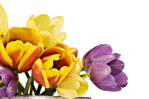 Tulips in various colors on white