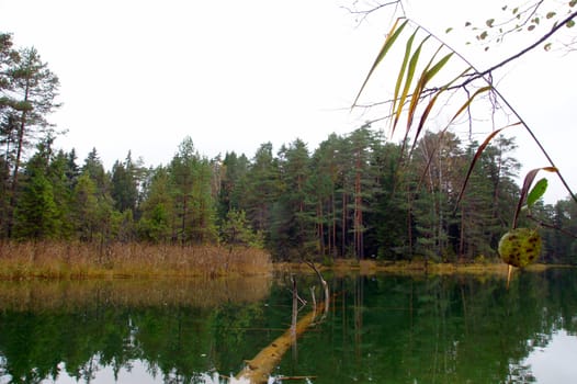 Tree under water on a background of green plants