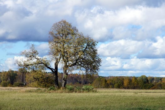 Tree against sky in a natural environment