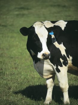 Cow on pasture