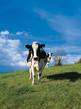 Cows on pasture