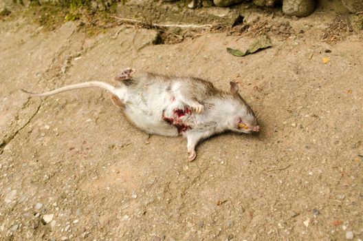 Dead rat with blood wound and yellow tooth lie on concrete cellar entrance.