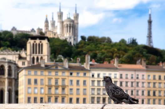 Lyon colorful houses view with pigeon in the foreground, France