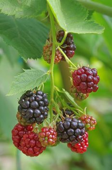 A cluster of blackberry with red and black ones
