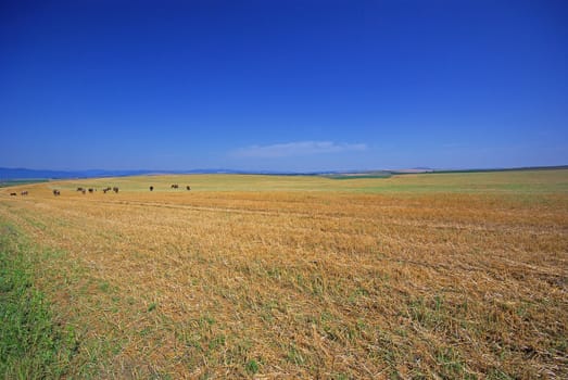 Image taken after harvesting on a wheat field