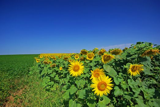 Soya bean field and sunflower field