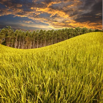 Rice field and farm with sunset sky