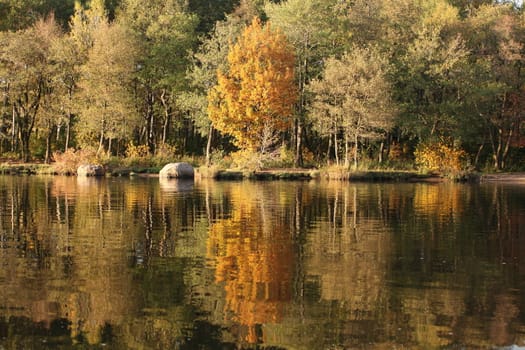 Autumn trees reflecting off the water