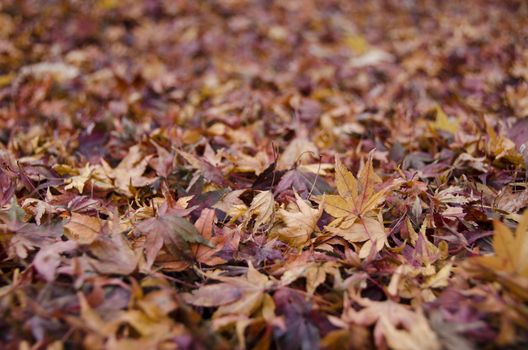 Background of japanese maple leaves in autumn on the forest floor