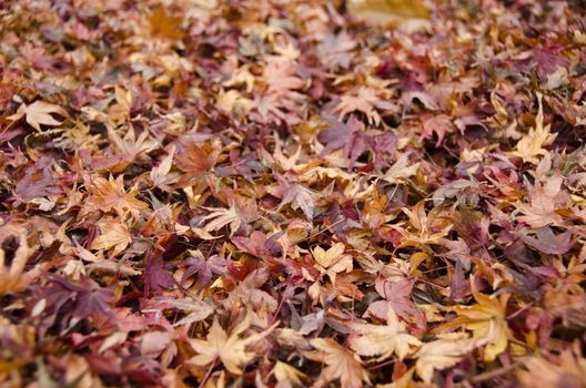 Background of japanese maple leaves in autumn on the forest floor