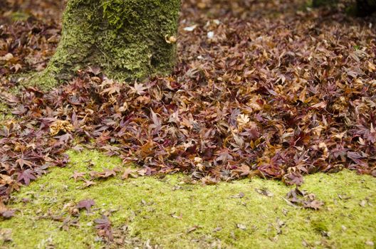Background of japanese maple leaves in autumn on the forest floor with moss and tree