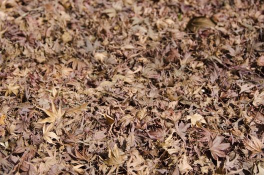 Background of japanese maple leaves in autumn on the forest floor