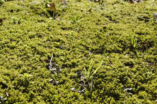 Natural green moss background in a japanese forest
