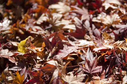 Background of japanese maple leaves in autumn on the forest floor