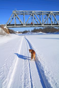 redhead rambling dog near railway bridge