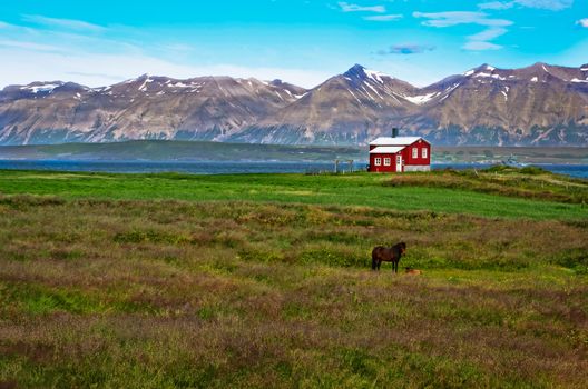 Iceland red house in the meadow with a horse, mountain background, Iceland