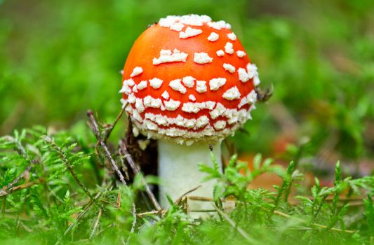 fly agaric mushroom in a forest on green grass background